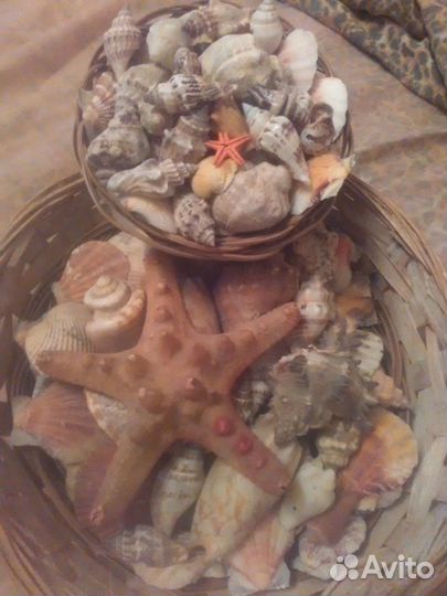 Набор ракушек 3 шт и Огромная ракушка и звезда