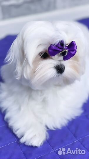 Мальтезе мальтийская болонка