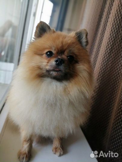 Шпиц(Вязка)