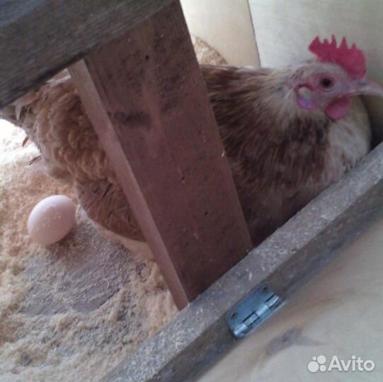 Куриное яйцо