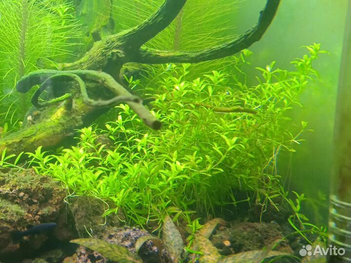 18.11.24 Растения для аквариума