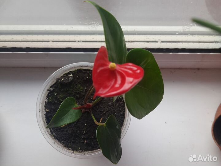 Комнатные цветы