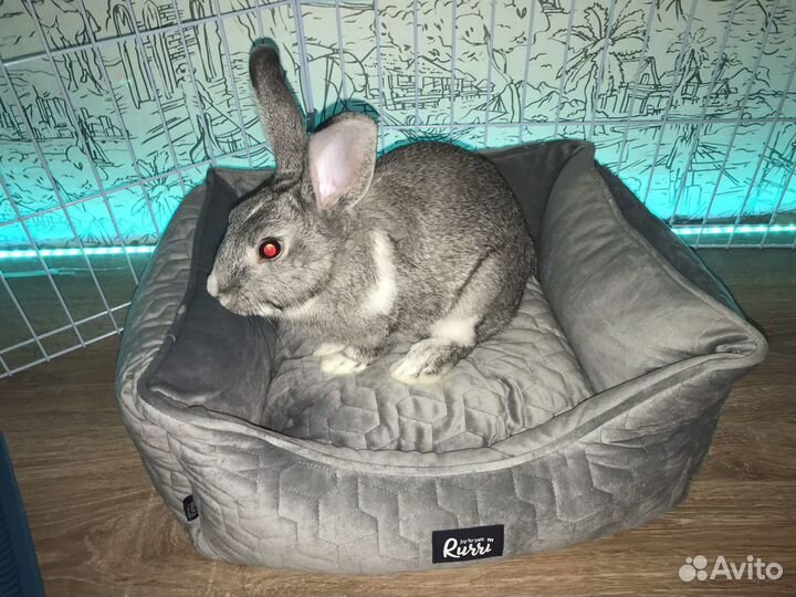 Передержка грызунов