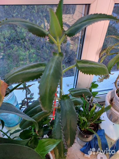 Каланхоэ лечебное