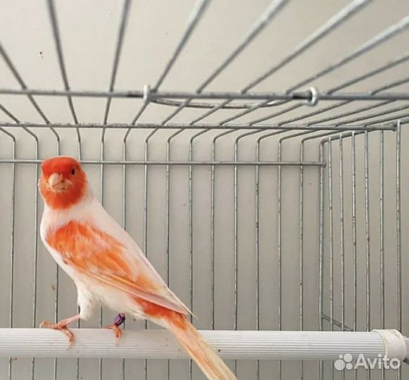 Кенара овсяночный и лесной напев