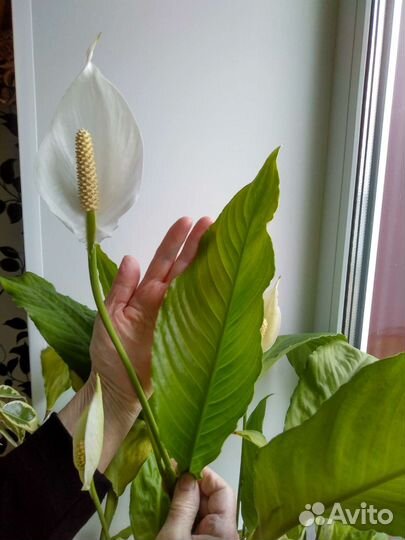 Спатифиллум или женское счастье