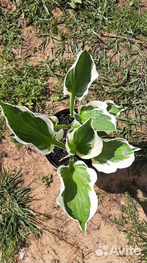 Хосты сортовые (часть 4)