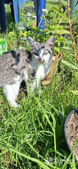 Котенок мальчик