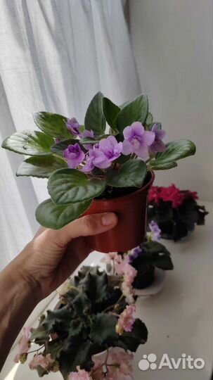 Сортовые фиалки