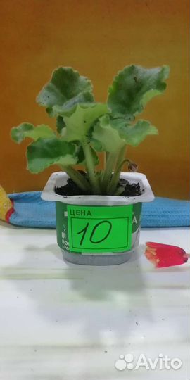 Сортовые фиалки. Разделённые