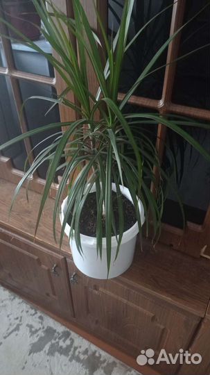 Пальма драцена