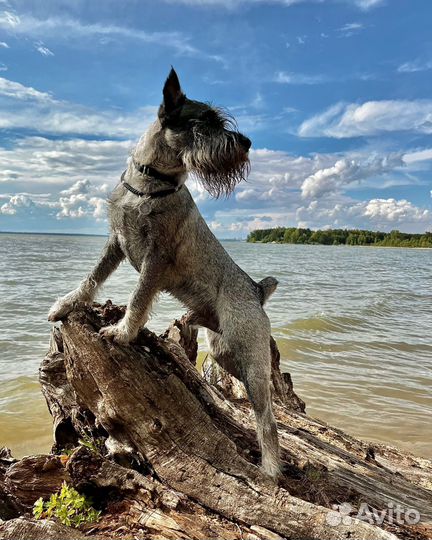 Щенки миттельшнауцера