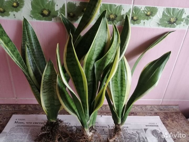 Сансевиерия