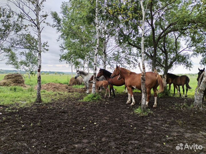 Продам табун лошадей