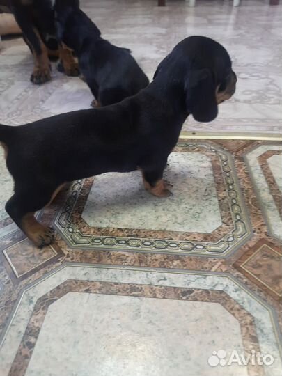 Такса в добрые руки