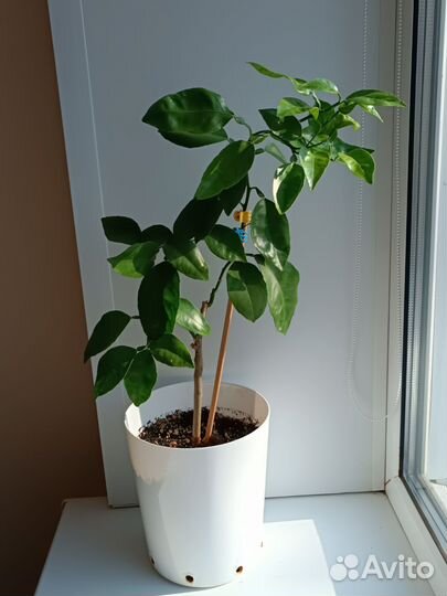 Цитрус Апельсин Валенсия