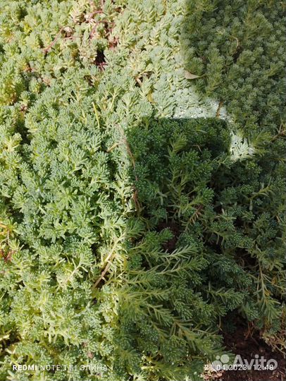 Очиток седум испанский