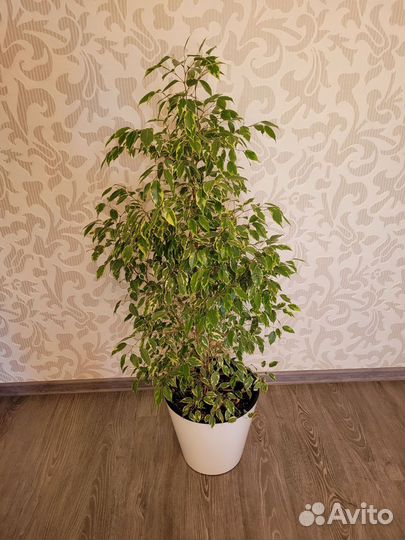 Фикус бенджамина