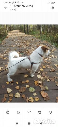 Джек Рассел Терьер