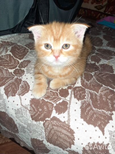 Шотландские котята