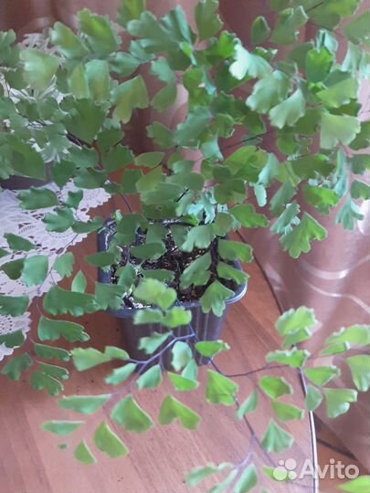 Цветы живые домашние