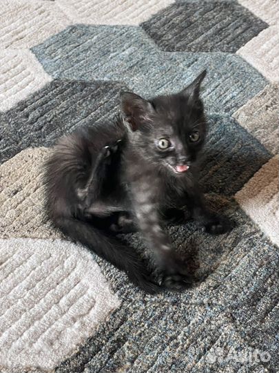 Котенок мальчик