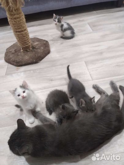 Котята в добрые руки