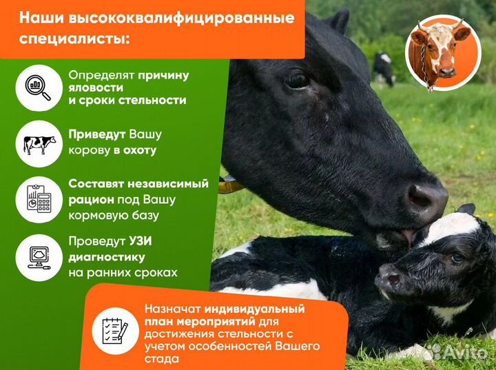 Исследование на узи, искусственное осеменение крс