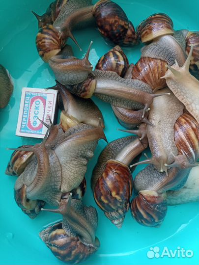 Улитки ахатины большие и маленькие бесплатно