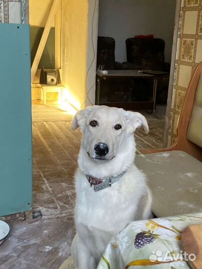 Собаки бесплатно в добрые руки