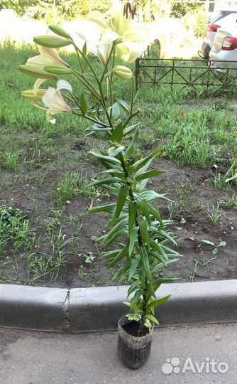 Лилия дерево Pretty Woman саженцы и луковицы