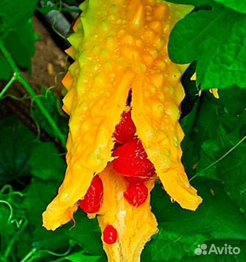 Семена момордики