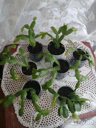 Цветок Декабрист нежно-розовый цвет