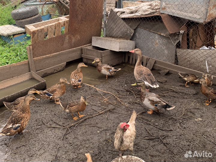 Утки подсадные для охоты