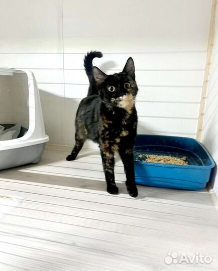 Симону принесли на усыпление