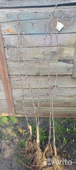 Саженцы яблони