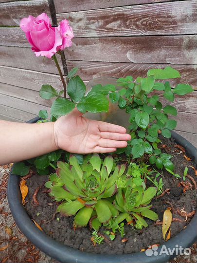 Флорариум суккуленты