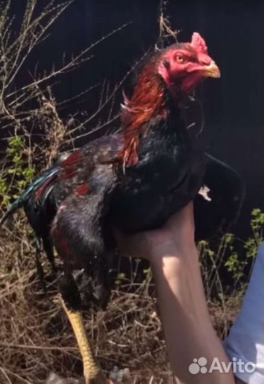 Цыплята от кур о шамо