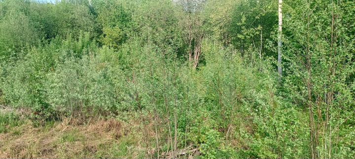 Участок 14 сот. (ИЖС)