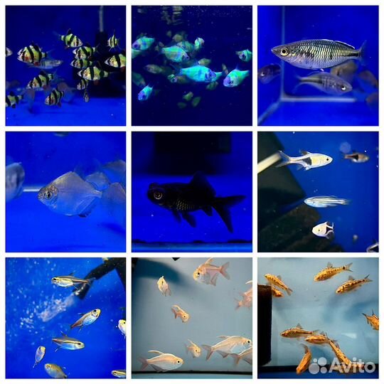 Аквариумные рыбки новый завоз 02.07.23