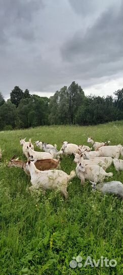 Молодые козлики от молочных коз, молодые козы