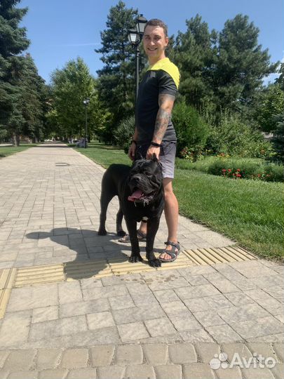 Кобель на вязку