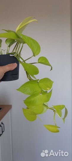 Эпипремнум неон