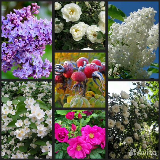 Саженцы декоративных кустарников. Большой выбор