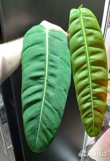 Филодендрон Патриция