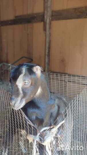 Козы ламанча