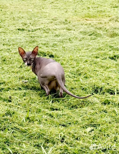 Котята от сфинксов