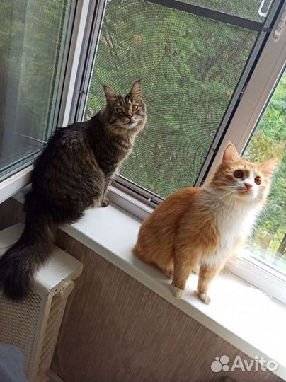 Антикошка москитная сетка