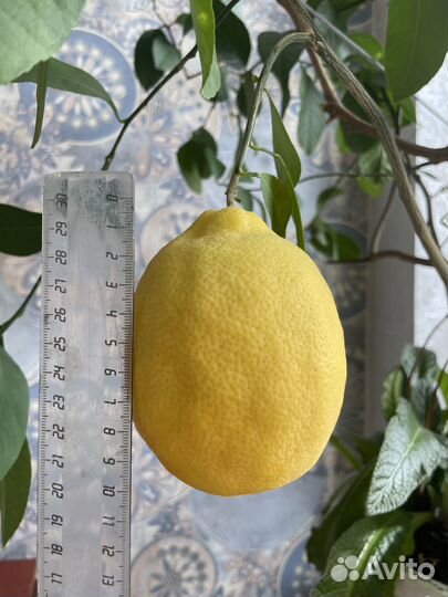 Лимон плодоносящий