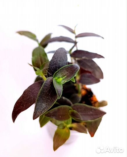 Традесканция сортовая Гибазис Jose puig